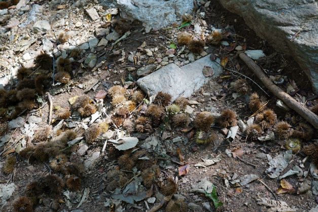 산길에 떨어져 딍구는 밤송이들