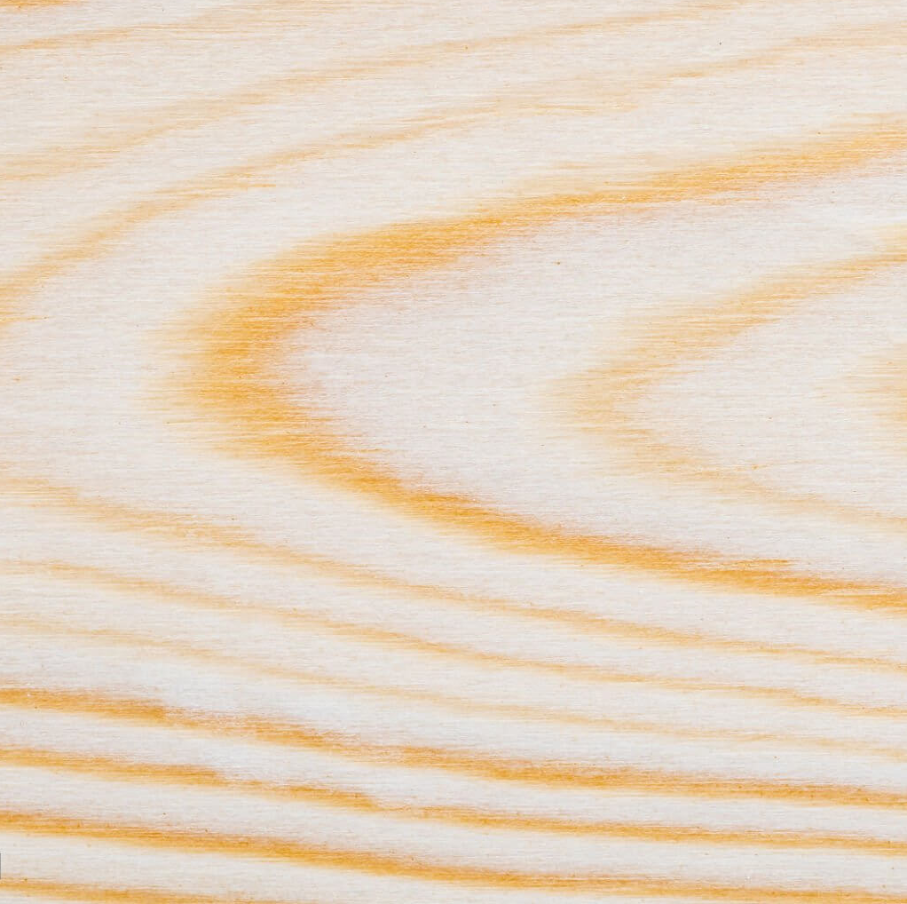 목재 단면 사진