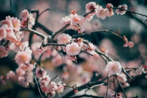 대구부터 경주까지! 솜사탕 같은 겹벚꽃 전국 3대 명소 및 인생샷 포토존 완벽 가이드