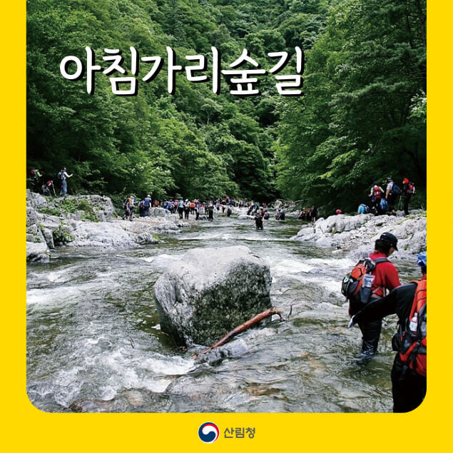 ‘숲 속의 우유빛 강’을 걷다, 인제 아침가리 숲길 트레킹 가이드