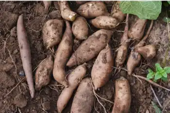 야콘 효능 및 영양성분&amp;#44; 먹는 방법