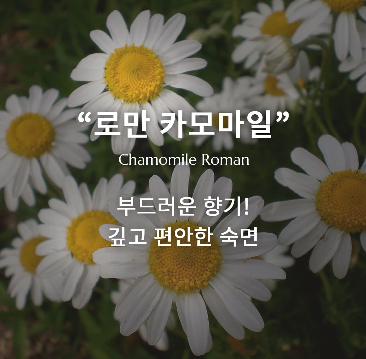 로만 카모마일 오일의 부드러운 향기! 숙면과 스트레스 완화 활용법