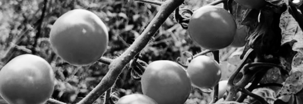 방울토마토 모종 심는 시기 (5월 초중순)