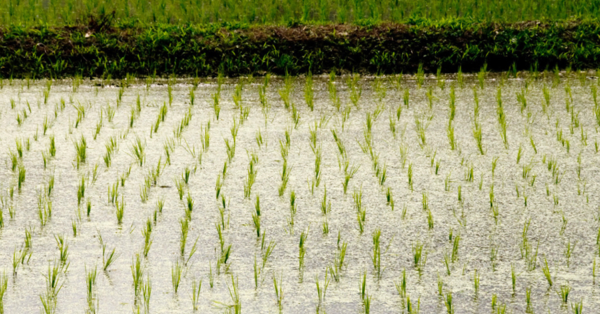계절의 변화를 세분화한 24 절기 중 '망종' 이해하기