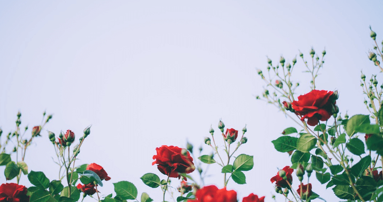 삼척장미축제 일정 입장료 주차장 관람꿀팁