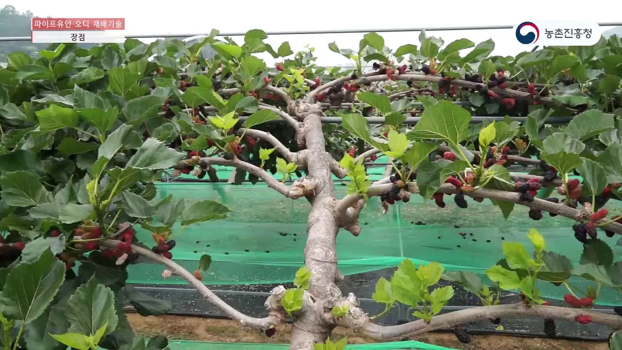 오디 재배 뽕나무 전정 수확 시기 저장 요령_6