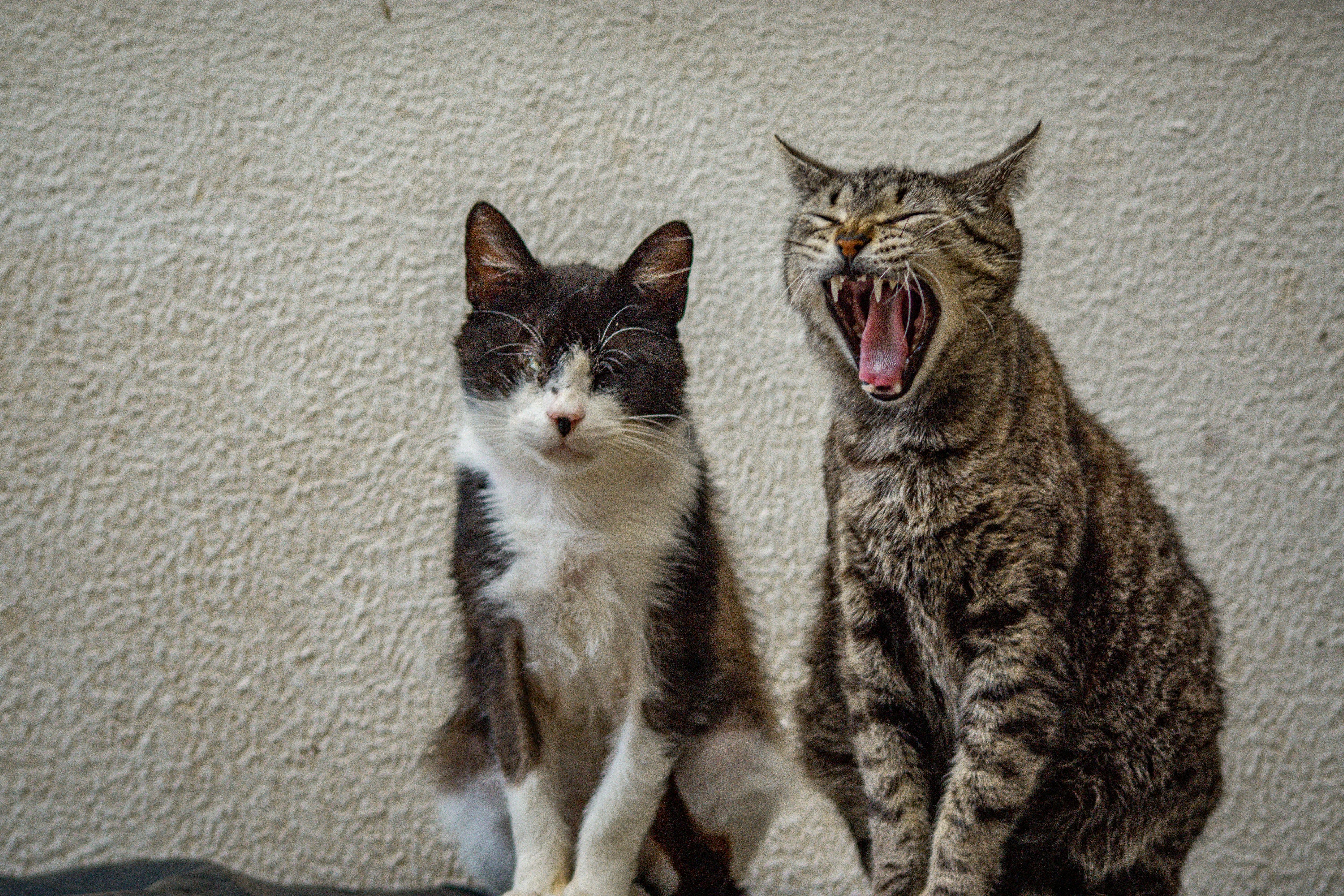 테토 에겐 테스트 관련 사진 이미지