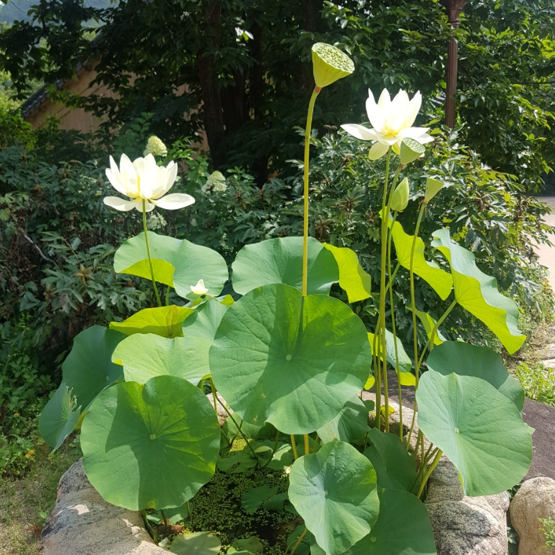 활짝핀하얀연꽃