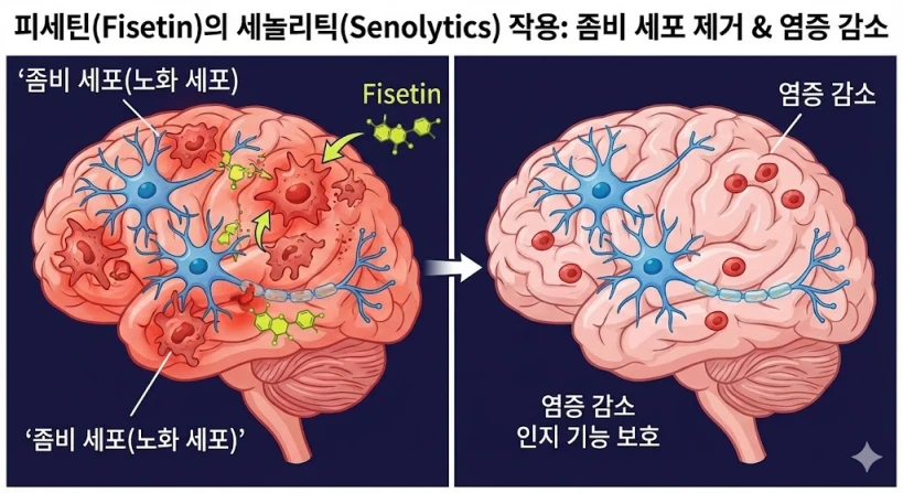 '피세틴(Fisetin)의 세놀리틱(Senolytics) 작용: 좀비 세포 제거 &amp; 염증 감소'라는 제목의 정보 그래프입니다. 뇌 내부의 건강한 신경 세포와 붉게 표시된 노화된 '좀비 세포'가 공존하는 상태에서, 피세틴 분자가 좀비 세포만을 표적하여 파괴하고, 그 결과 뇌 염증이 줄어들고 인지 기능이 보호되는 과정을 단계별로 시각화했습니다.