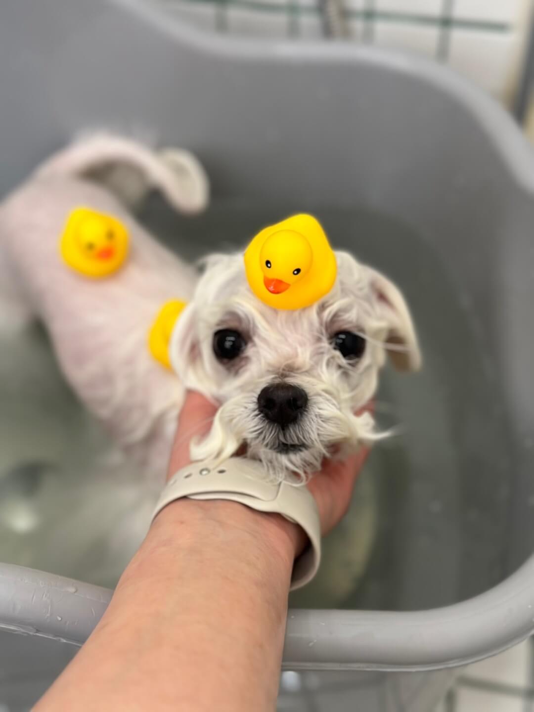 목욕하고 있는 송이의 모습