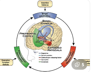 중독 행동과 관련된 뇌의 보상 회로를 설명하는 이미지