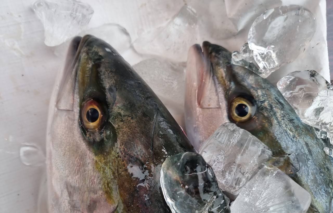 자유 편집용 이미지(선택)