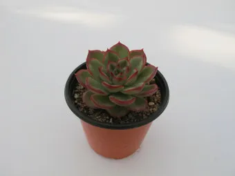 에케베리아 키우기, 에케베리아속 다육이 종류, 물주기, 환경_33