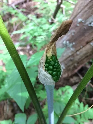 천남성