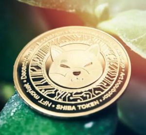시바이누 코인