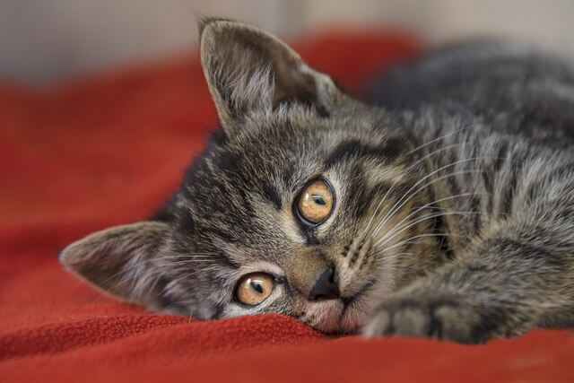 고양이 중성화 수술 시기 및 수술 후 관리