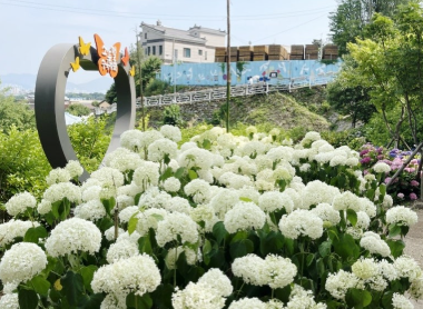 경상권 수국명소 추천 7곳&amp;#44; 여름의 정취를 만끽할 수 있는 곳