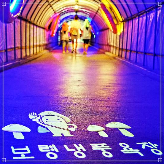 생생정보 냉풍욕장, 키조개 한상 맛집, 머드 축제 문의 연락처 소개 방송