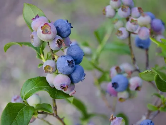 먹는 방법이 다른 냉동 블루베리