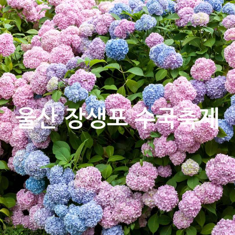울산 장생포 수국축제