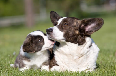 강아지가 어미 개의 입을 핥는 것은