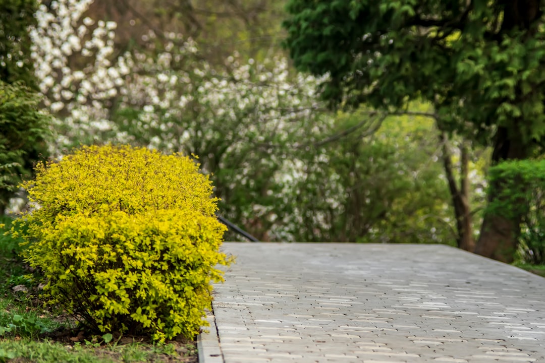 Forsythia