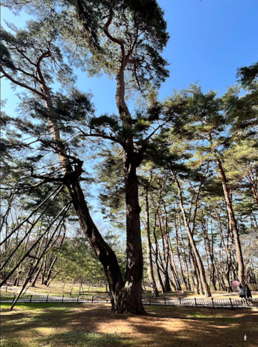 영월 청령포 단종 유배지