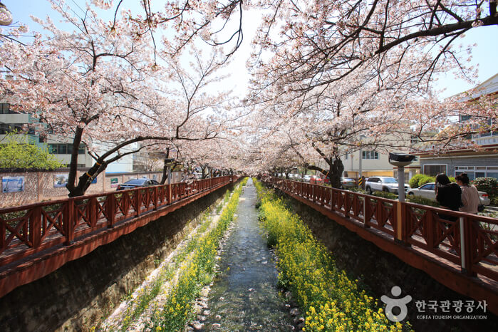 경남 창원 진해 가볼만한 곳 벚꽃 명소 여좌천 볼거리