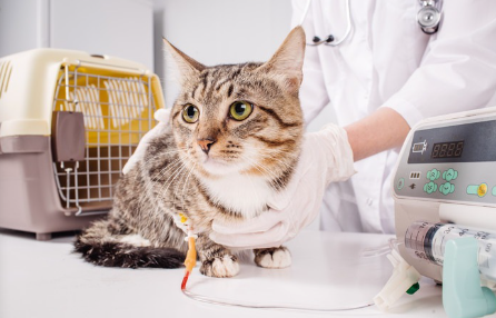 수의사와 링거를 맞고 있는 고양이.