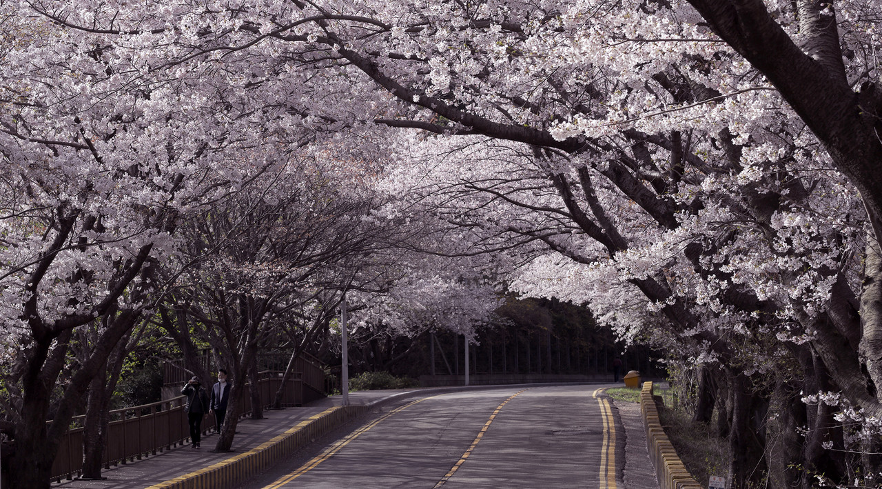삼락생태공원 벚길 명소