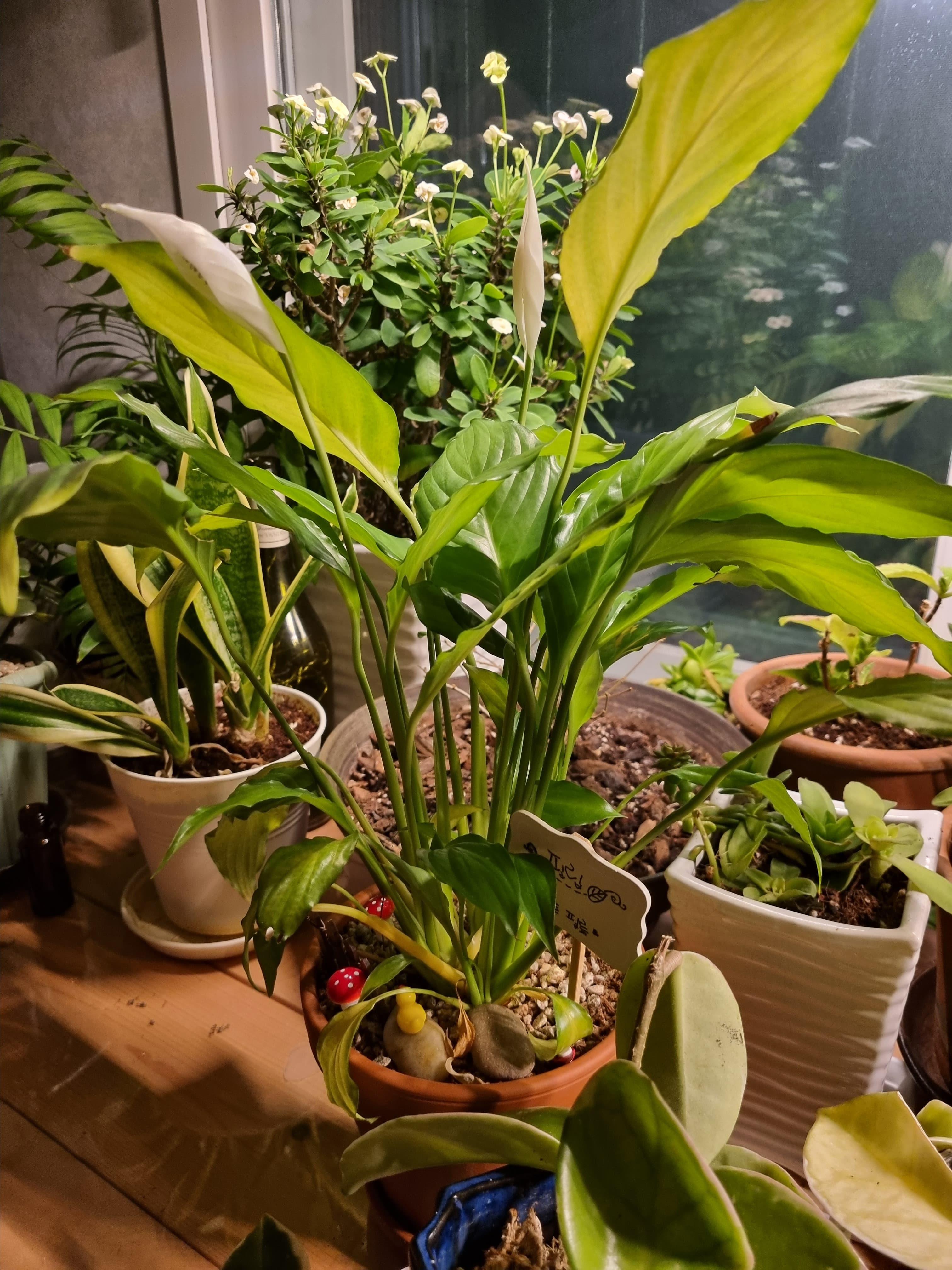 &ldquo;내 방에 작은 숲을 만든 순간, 실내 정원이 주는 힐링의 힘&rdquo;