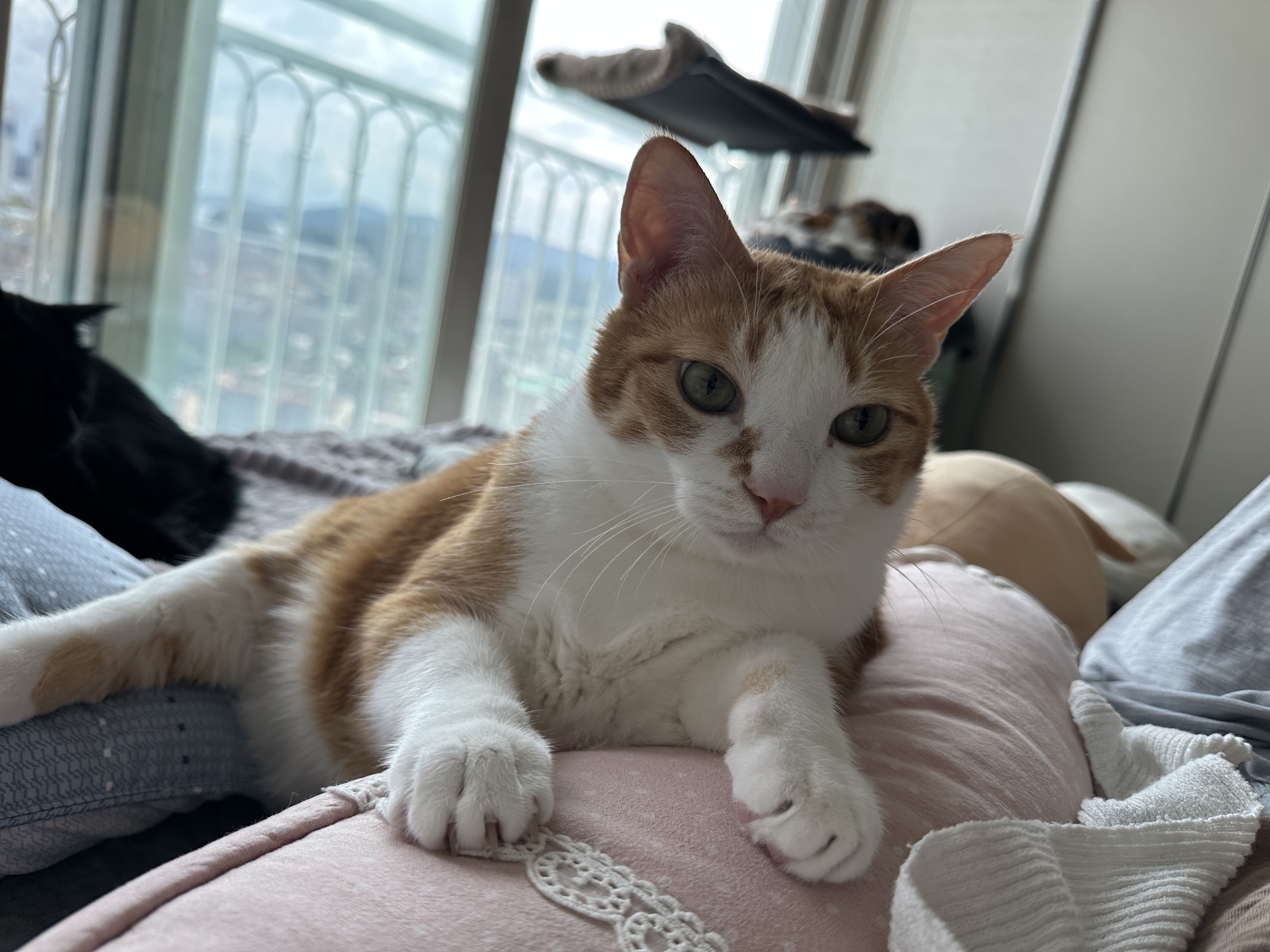 베개에_기대서_엄마랑_아이컨택중인_치즈냥이_호야_1