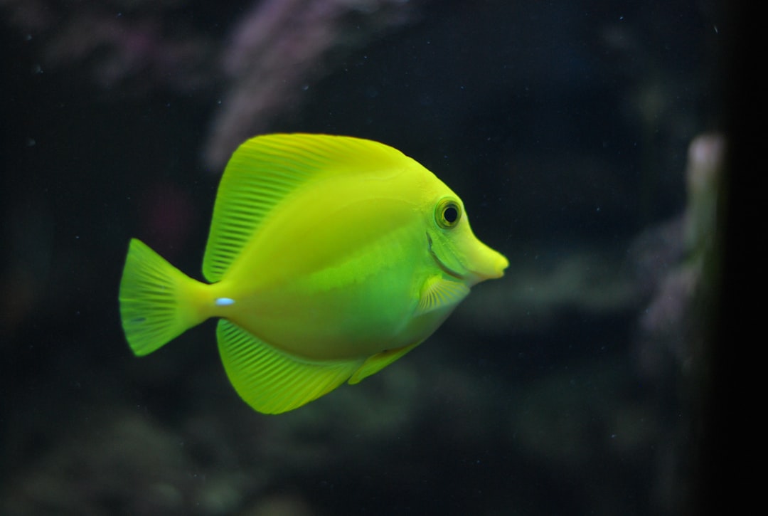 Fish.