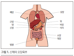 오장육부 설명-동의보감 오장육부 단방