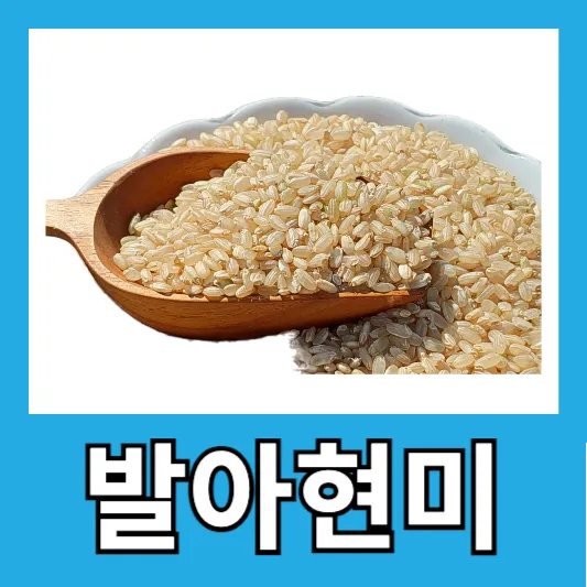 발아현미 현미 차이 성분 효능 효과 햇반 발아현미밥 칼로리