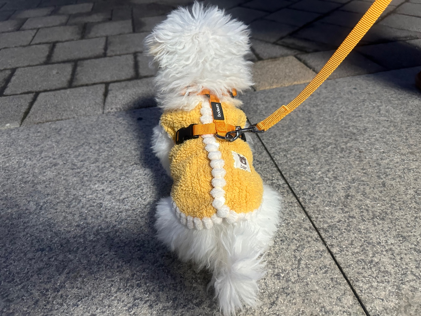 첫 산책에 보듬하네스를 하고 밖으로 나온 모습