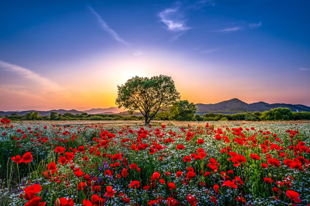 함안 악양둑방 꽃양귀비 꽃구경