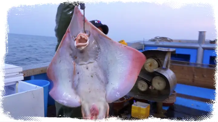 극한직업 삭혀 먹는 맛! 홍어와 가자미 주낙으로 낚는 대청도 홍어잡이와 나주 홍어숙성 방송 정보