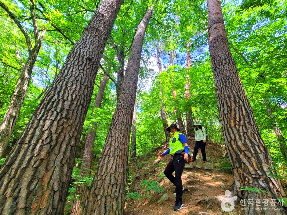 숲속에 두사람이 내려가고 있다.