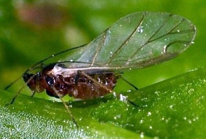 복숭아혹진딧물 성충