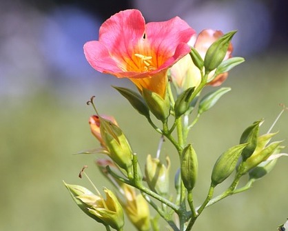 나팔꽃을 닮은 능소화