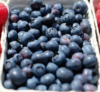 냉동블루베리 효능 및 부작용