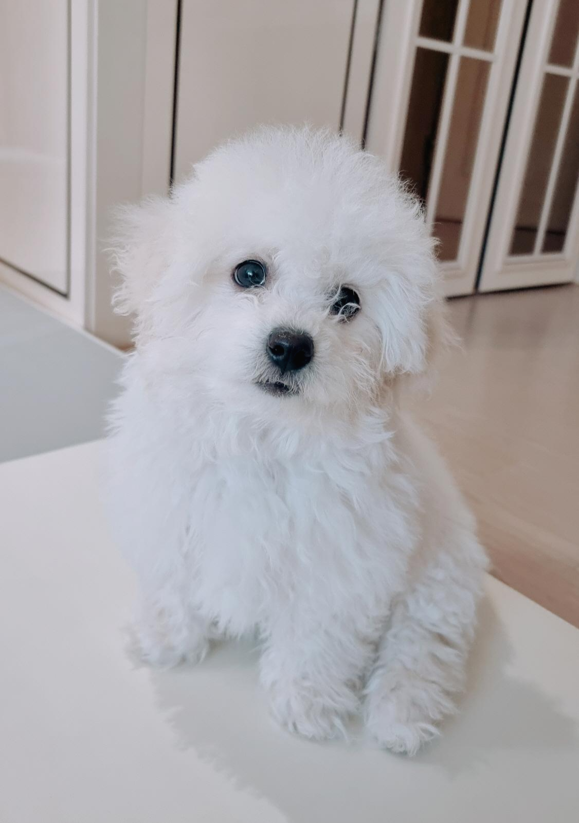 아기 강아지