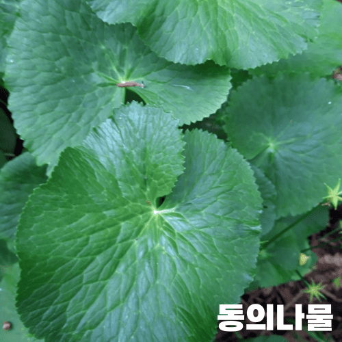 동의나물