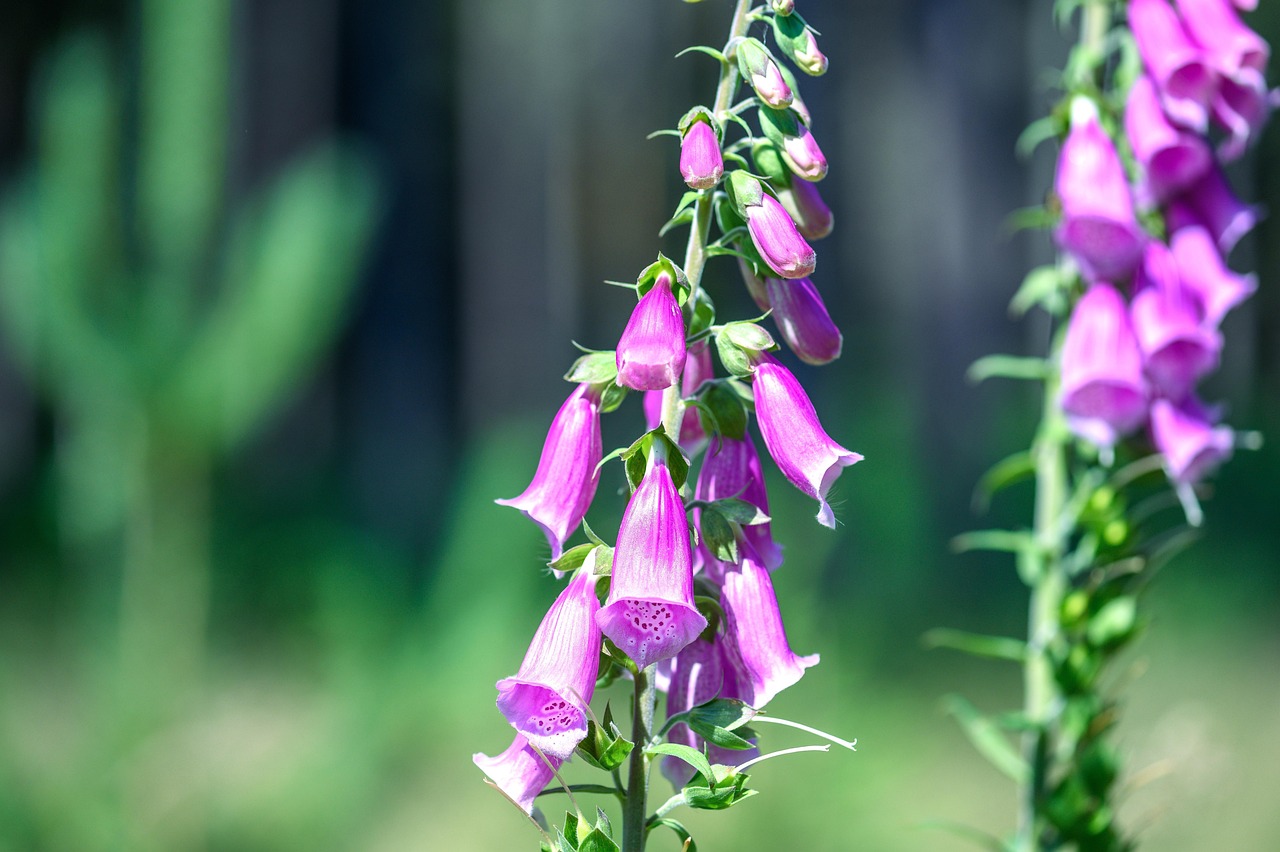 임업직불금 준비서류
