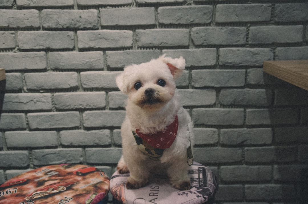pup
