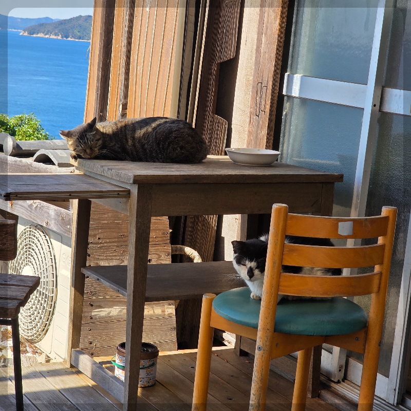 테이블 위에서 자는 고양이/ Cat sleeping on the table