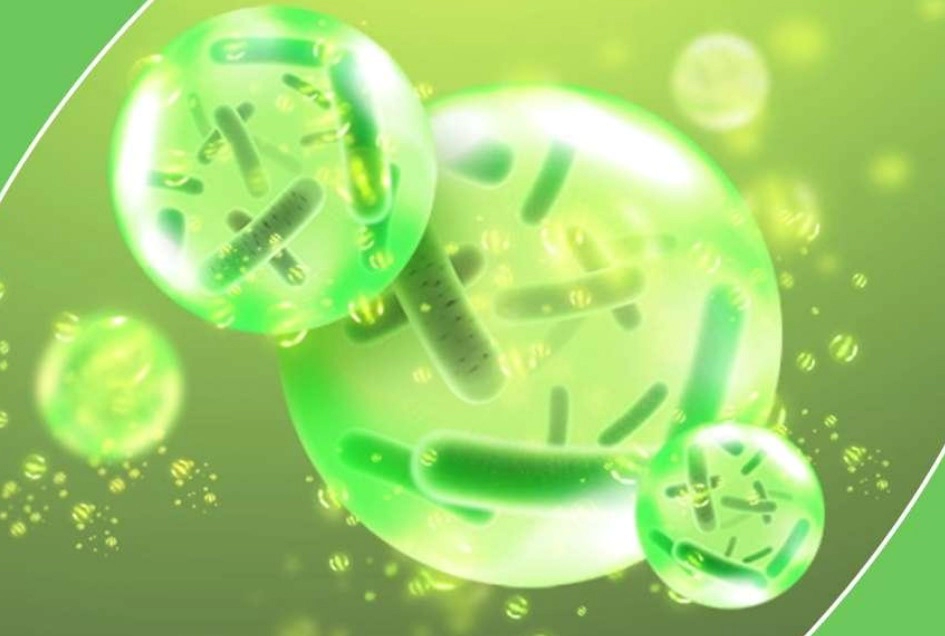 구강 유산균 효과 입냄새 치주질환 억제 유산균 성분 레프제로