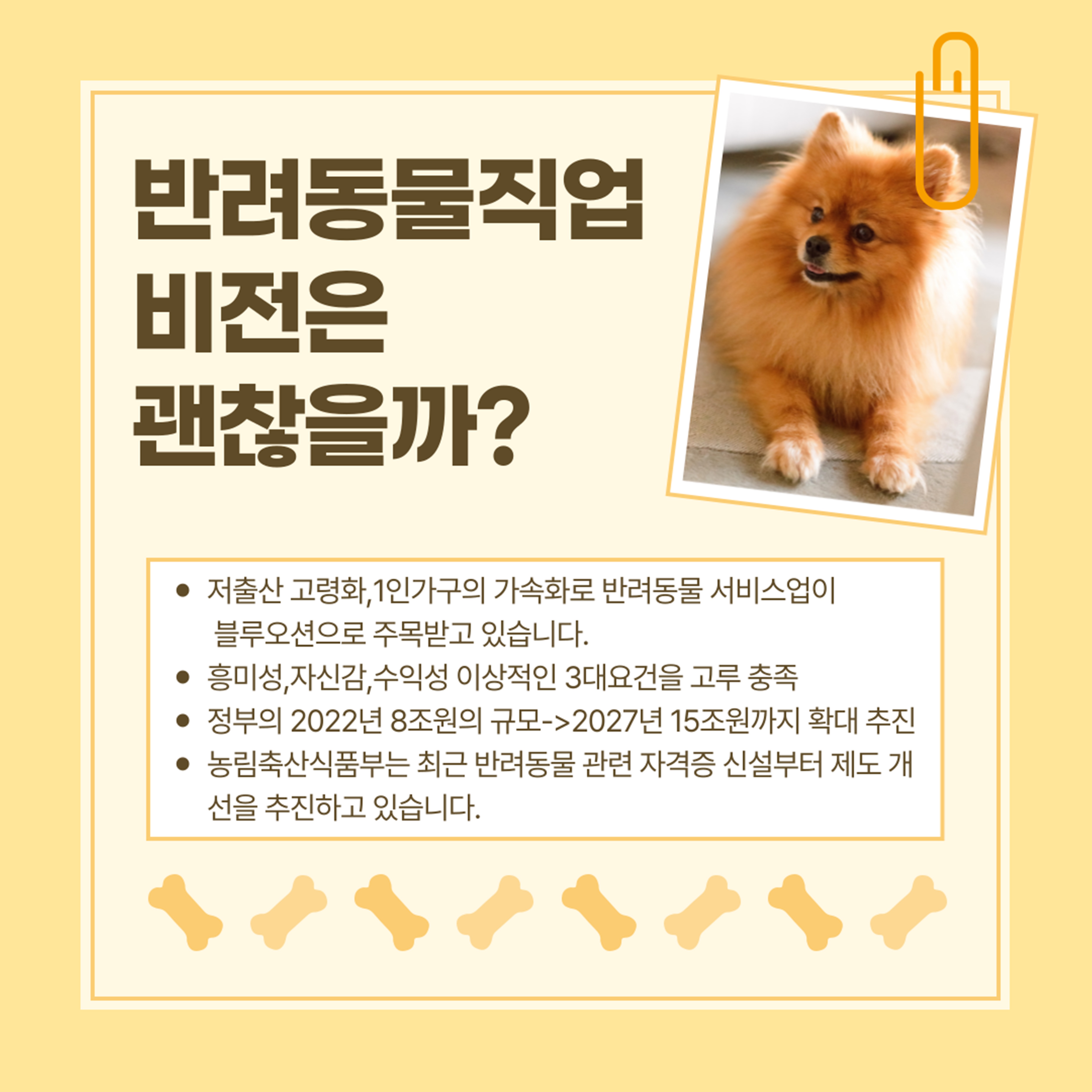 국비지원 애견미용 자격증 학원