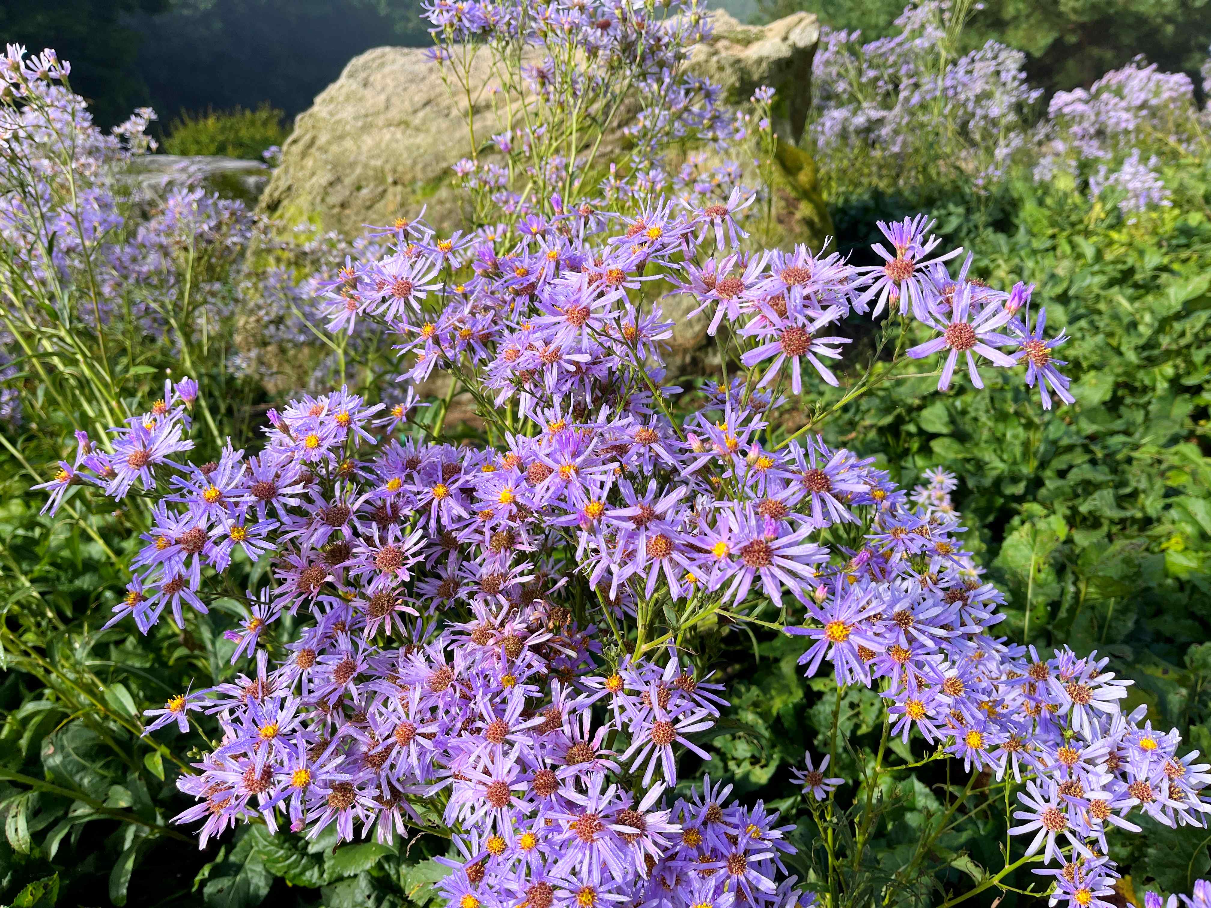 문경 문희농원 개미취